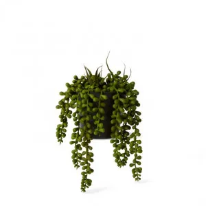 String of Pearls Potted - 14 x 14 x 23cm by null, a Plants for sale on Style Sourcebook