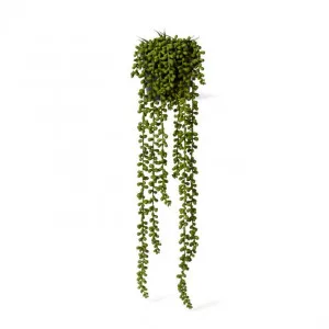 String of Pearls Potted - 18 x 18 x 56cm by null, a Plants for sale on Style Sourcebook