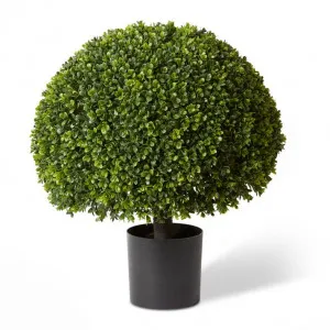Topiary Boxwood Potted (Outdoor) - 53 x 53 x 58cm by null, a Plants for sale on Style Sourcebook