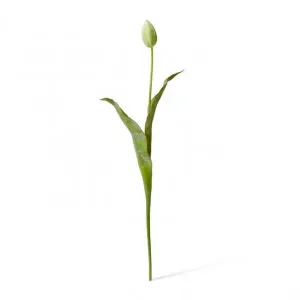 Tulip Stem - 9 x 3 x 74cm by null, a Plants for sale on Style Sourcebook
