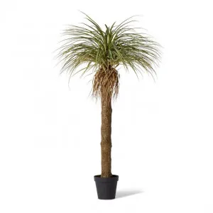 Yucca Grass Tree - 110 x 110 x 183cm by null, a Plants for sale on Style Sourcebook