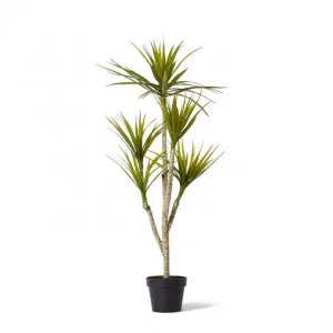 Yucca Tree - 70 x 70 x 116cm by null, a Plants for sale on Style Sourcebook