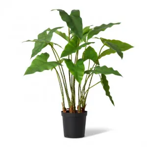 Zebra Plant Potted - 78 x 76 x 110cm by null, a Plants for sale on Style Sourcebook