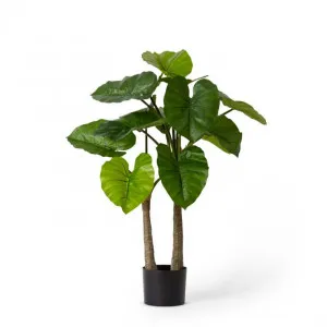 Alocasia Potted - 50 x 50 x 90cm by null, a Plants for sale on Style Sourcebook