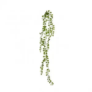 Angel Vine Hanging Plant - 9 x 3 x 105cm by null, a Plants for sale on Style Sourcebook