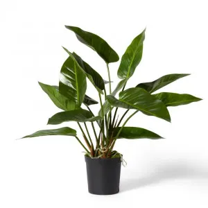 Anthurium DeLuxe Potted - 80 x 80 x 70cm by null, a Plants for sale on Style Sourcebook