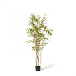Bamboo Guadua Tree - 90 x 90 x 180cm by null, a Plants for sale on Style Sourcebook