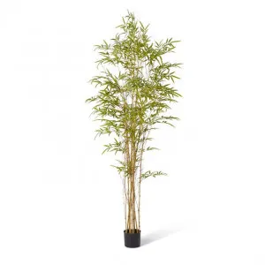 Bamboo Guadua Tree - 100 x 100 x 210cm by null, a Plants for sale on Style Sourcebook