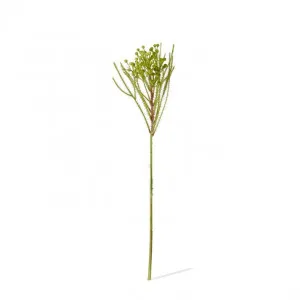 Berzelia Spray - 13 x 5 x 46cm by null, a Plants for sale on Style Sourcebook