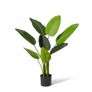 Bird of Paradise - 78 x 78 x 122cm by null, a Plants for sale on Style Sourcebook