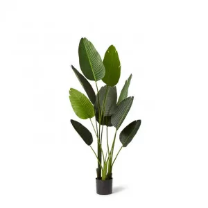 Bird of Paradise - 80 x 80 x 152cm by null, a Plants for sale on Style Sourcebook
