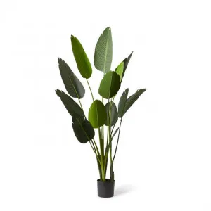 Bird of Paradise - 120 x 120 x 183cm by null, a Plants for sale on Style Sourcebook