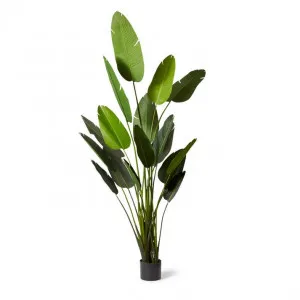 Bird of Paradise - 140 x 140 x 244cm by null, a Plants for sale on Style Sourcebook