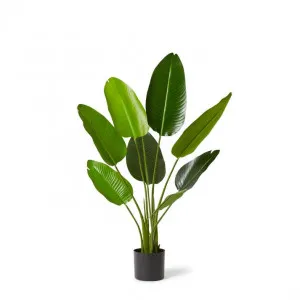 Bird of Paradise Grand - 78 x 78 x 122cm by null, a Plants for sale on Style Sourcebook