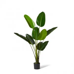 Bird of Paradise Grand - 80 x 80 x 152cm by null, a Plants for sale on Style Sourcebook