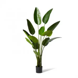 Bird of Paradise Grand - 120 x 120 x 183cm by null, a Plants for sale on Style Sourcebook