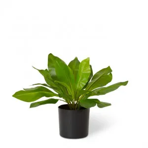 Birds Nest Potted - 20 x 20 x 32cm by null, a Plants for sale on Style Sourcebook