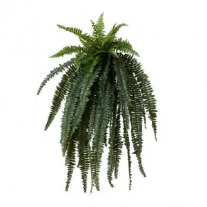 Boston Grand Fern - 80 x 65 x 120cm by null, a Plants for sale on Style Sourcebook