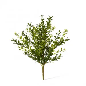 Boxwood Seeding Bush (Outdoor) - 20 x 20 x 30cm by null, a Plants for sale on Style Sourcebook