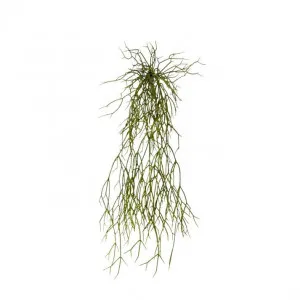 Cactus Pencil Plant - 17 x 16 x 53cm by null, a Plants for sale on Style Sourcebook
