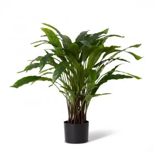Calathea Velvet Potted - 30 x 30 x 60cm by null, a Plants for sale on Style Sourcebook