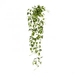 Clematis Hanging Vine - 30 x 25 x 90cm by null, a Plants for sale on Style Sourcebook