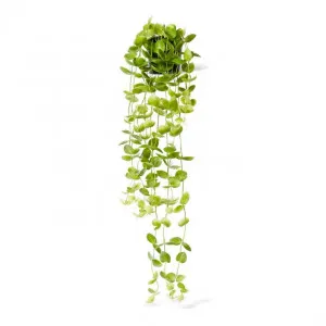 Coin Leaf Hanging Bush Potted - 30 x 30 x 90cm by null, a Plants for sale on Style Sourcebook