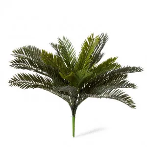 Cycas Bush - 48 x 48 x 43cm by null, a Plants for sale on Style Sourcebook