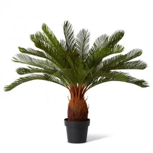 Cycas Plant Potted - 76 x 76 x 93cm by null, a Plants for sale on Style Sourcebook