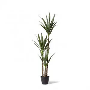 Dracaena Plant Potted - 53 x 50 x 155 cm by null, a Plants for sale on Style Sourcebook