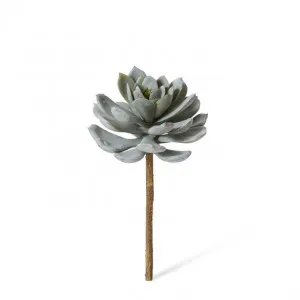 Echeveria Elegans Stem - 15 x 15 x 23cm by null, a Plants for sale on Style Sourcebook