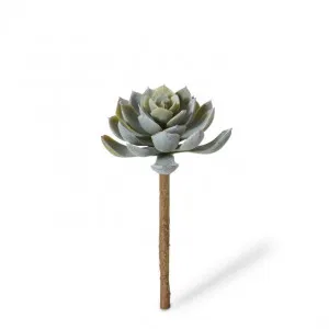 Echeveria Elegant Stem - 10 x 10 x 15cm by null, a Plants for sale on Style Sourcebook