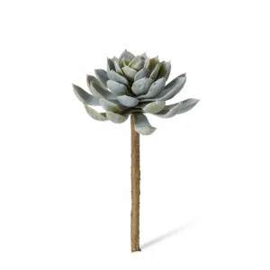 Echeveria Elegant Stem - 12 x 12 x 18cm by null, a Plants for sale on Style Sourcebook