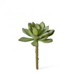 Echeveria Stem - 11 x 11 x 14cm by null, a Plants for sale on Style Sourcebook