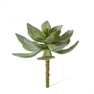 Echeveria Stem - 17 x 17 x 15cm by null, a Plants for sale on Style Sourcebook