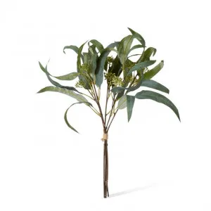 Eucalyptus Seeding Bundle - 30 x 30 x 47cm by null, a Plants for sale on Style Sourcebook