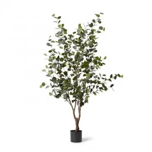 Eucalyptus Tree - 100 x 100 x 180cm by null, a Plants for sale on Style Sourcebook