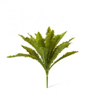 Fern Asplenium - 50 x 50 x 52cm by null, a Plants for sale on Style Sourcebook