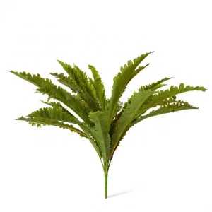 Fern Asplenium - 70 x 62 x 60cm by null, a Plants for sale on Style Sourcebook