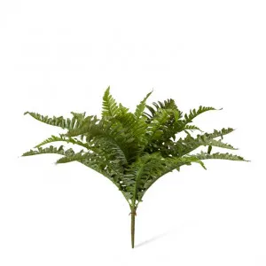 Fern Boston - 59 x 26 x 48cm by null, a Plants for sale on Style Sourcebook