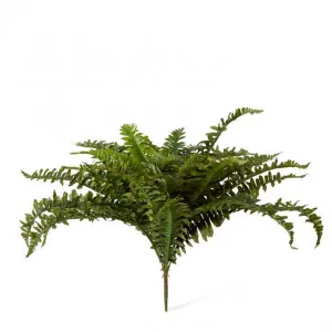 Fern Boston - 65 x 65 x 55cm by null, a Plants for sale on Style Sourcebook