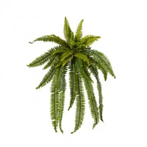 Fern Boston - 120 x 80 x 100cm by null, a Plants for sale on Style Sourcebook