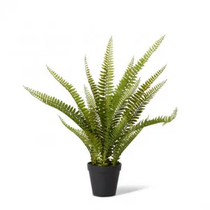 Fern Boston Potted - 23 x 23 x 51cm by null, a Plants for sale on Style Sourcebook