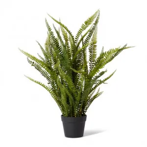Fern Boston Potted - 31 x 31 x 86cm by null, a Plants for sale on Style Sourcebook