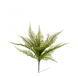 Fern Bracken - 45 x 45 x 35cm by null, a Plants for sale on Style Sourcebook