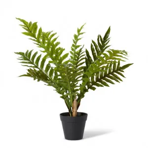 Fern Hares Foot Potted - 62 x 62 x 66cm by null, a Plants for sale on Style Sourcebook
