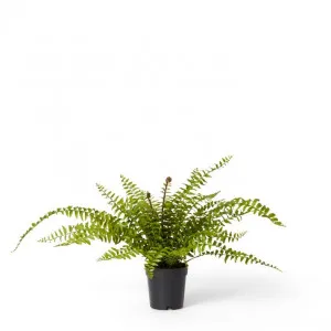 Fern Lush Boston Potted - 50 x 50 x 55cm by null, a Plants for sale on Style Sourcebook