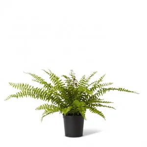 Fern Lush Boston Potted - 80 x 80 x 61cm by null, a Plants for sale on Style Sourcebook
