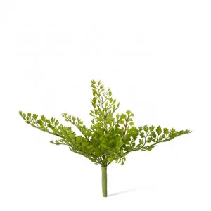 Fern Maiden Hair - 20 x 12 x 20cm by null, a Plants for sale on Style Sourcebook