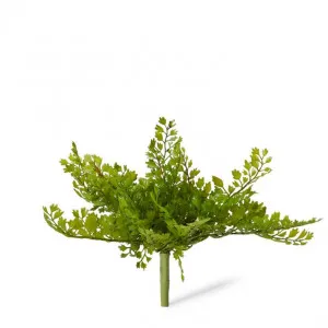 Fern Maiden Hair - 22 x 22 x 21cm by null, a Plants for sale on Style Sourcebook
